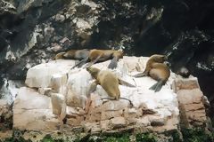 Loups de mer  Paracas