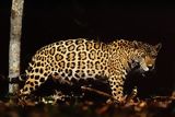 Jaguar (Otorongo)