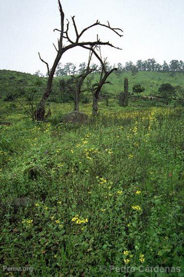 Lomas de Lachay