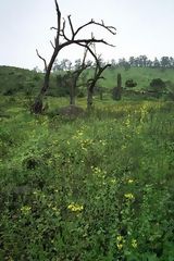 Lomas de Lachay