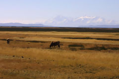 Paysage de Puno