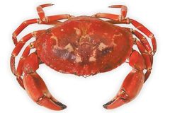 Crabe