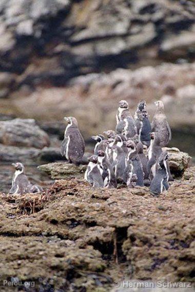 Pingouin de Humbolt, Paracas