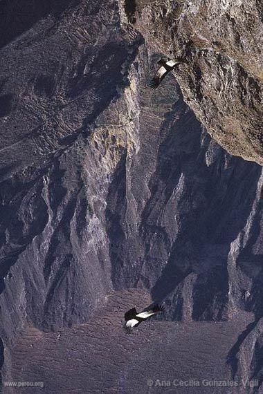 Condors dans la Valle du Colca