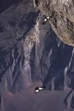 Condors dans la Vallée du Colca