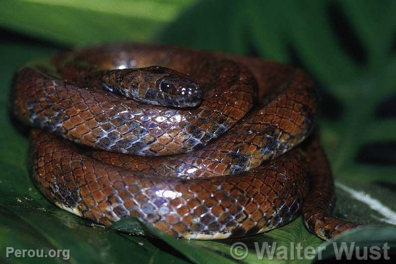Serpent