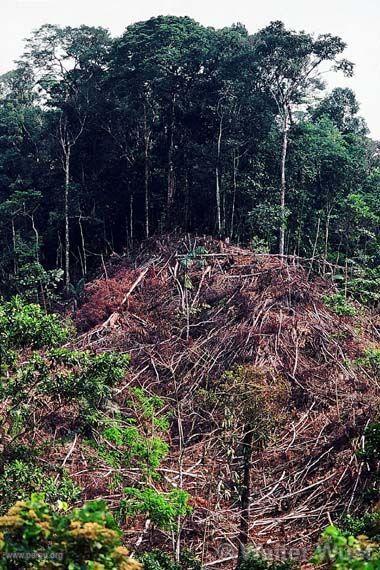 Dforestation