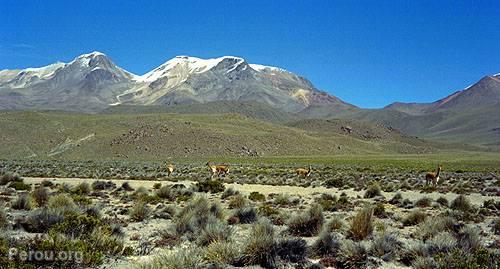 Vigognes dans le dsert, Colca