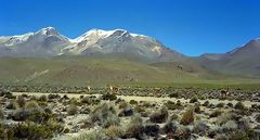 Vigognes dans le dsert, Colca