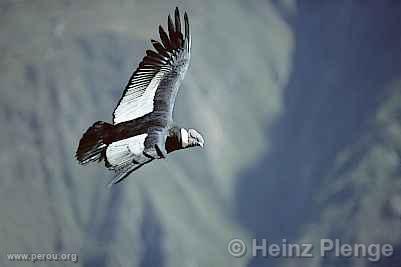 Condor andin, Colca
