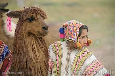 Lama et petit berger