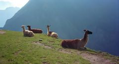 Lamas, Machu Picchu