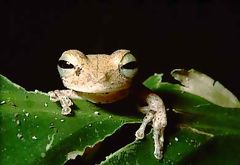 Grenouille arboricole, Tambopata, Manu