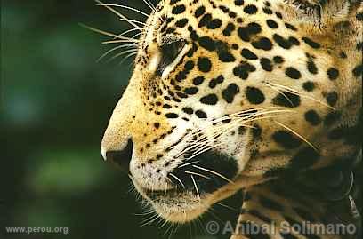 Jaguar (Otorongo), Manu