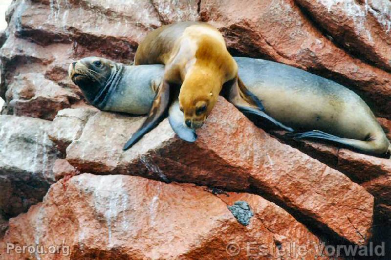 Iles Ballestas, Paracas