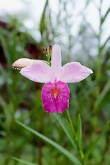 Fleur à Tingo María (Huanuco)