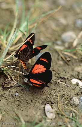 Papillons  Oxapampa