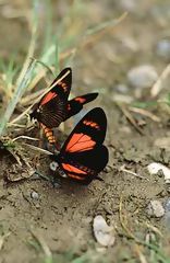 Papillons à Oxapampa