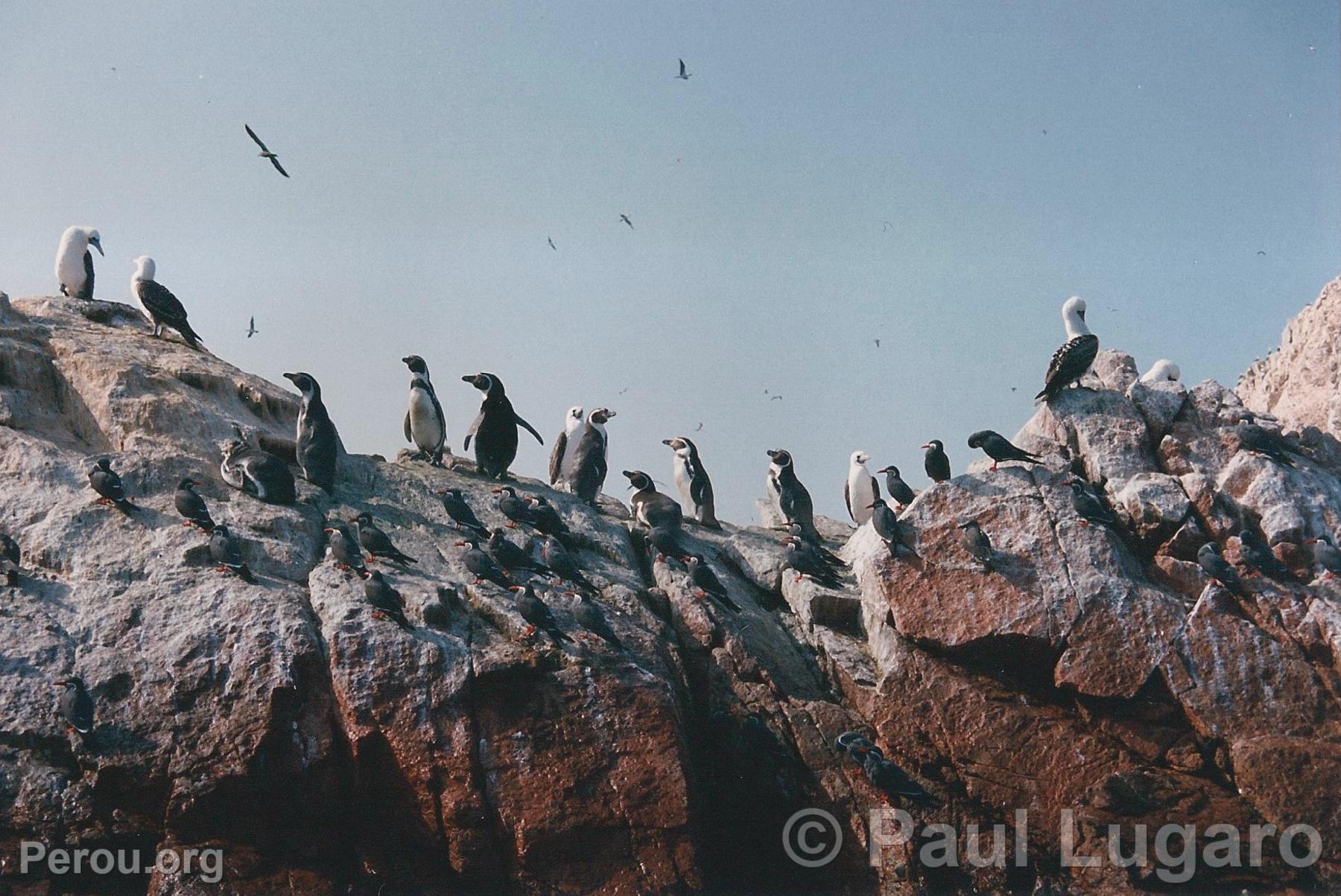 Iles Ballestas, Paracas