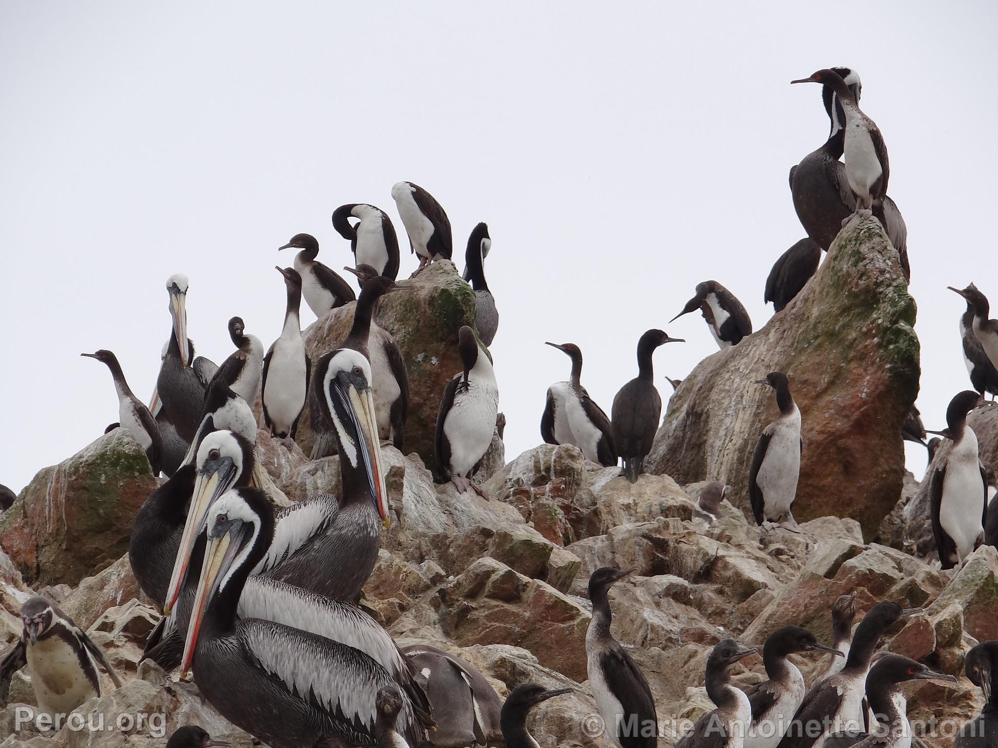 Iles Ballestas, Paracas