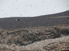 Iles Ballestas, Paracas