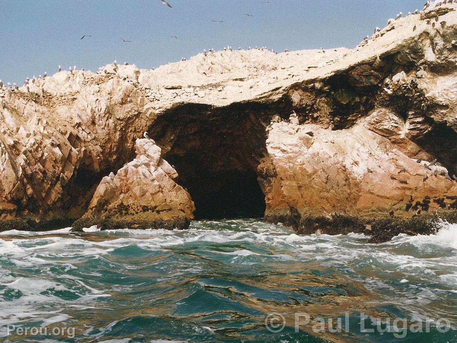 Iles Ballestas, Paracas