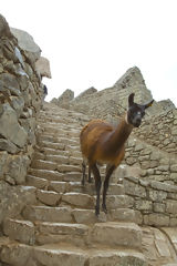 Citadelle de Machu Picchu