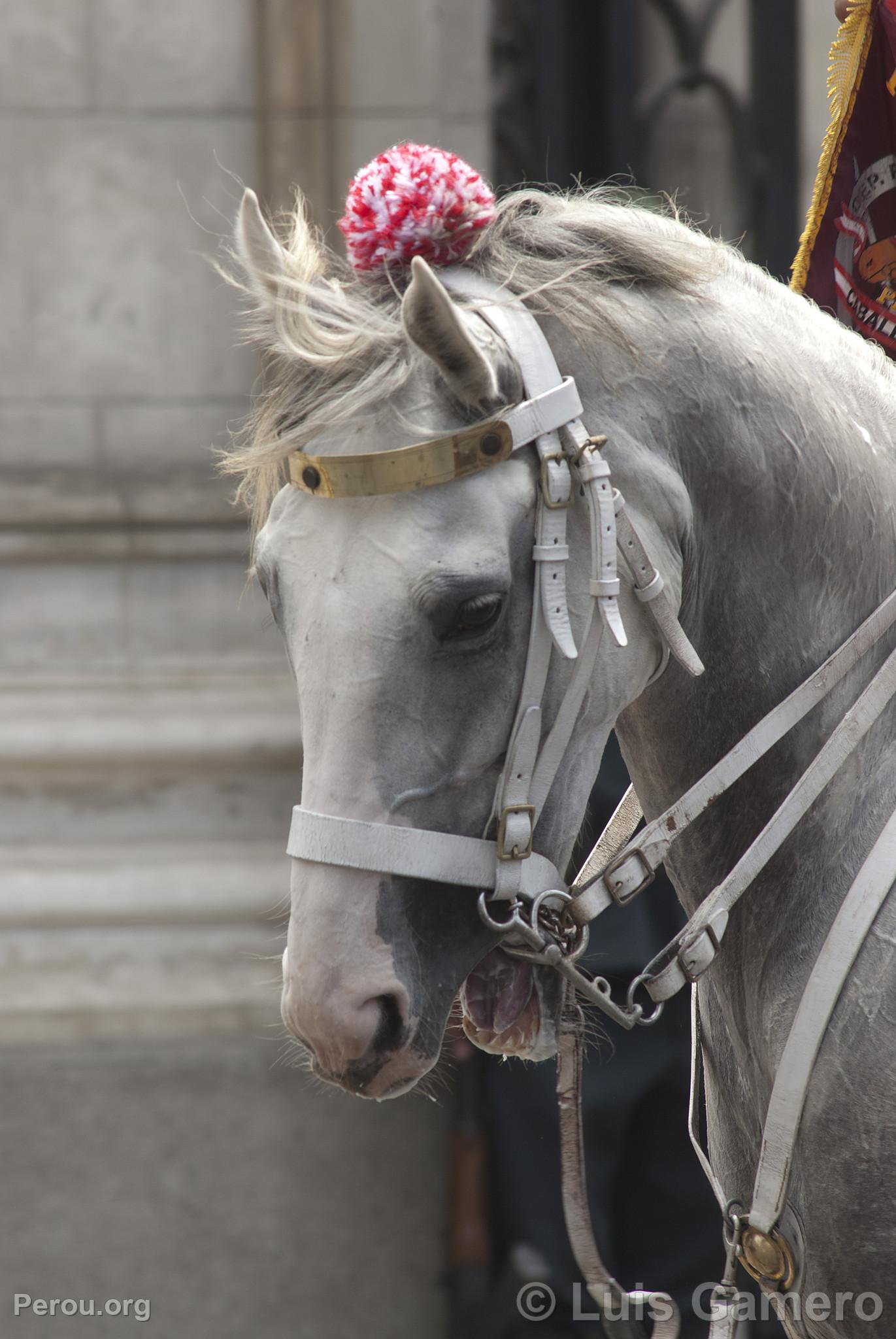 Cheval de la police monte