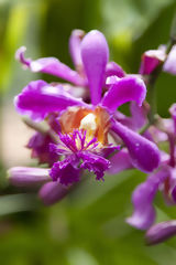 Orchide au Machu Picchu