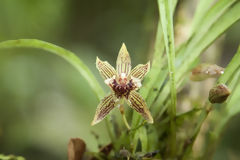 Orchide au Machu Picchu