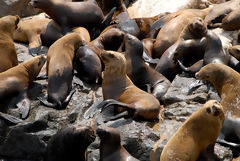 Îles Palomino, Callao