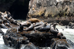 Îles Palomino, Callao