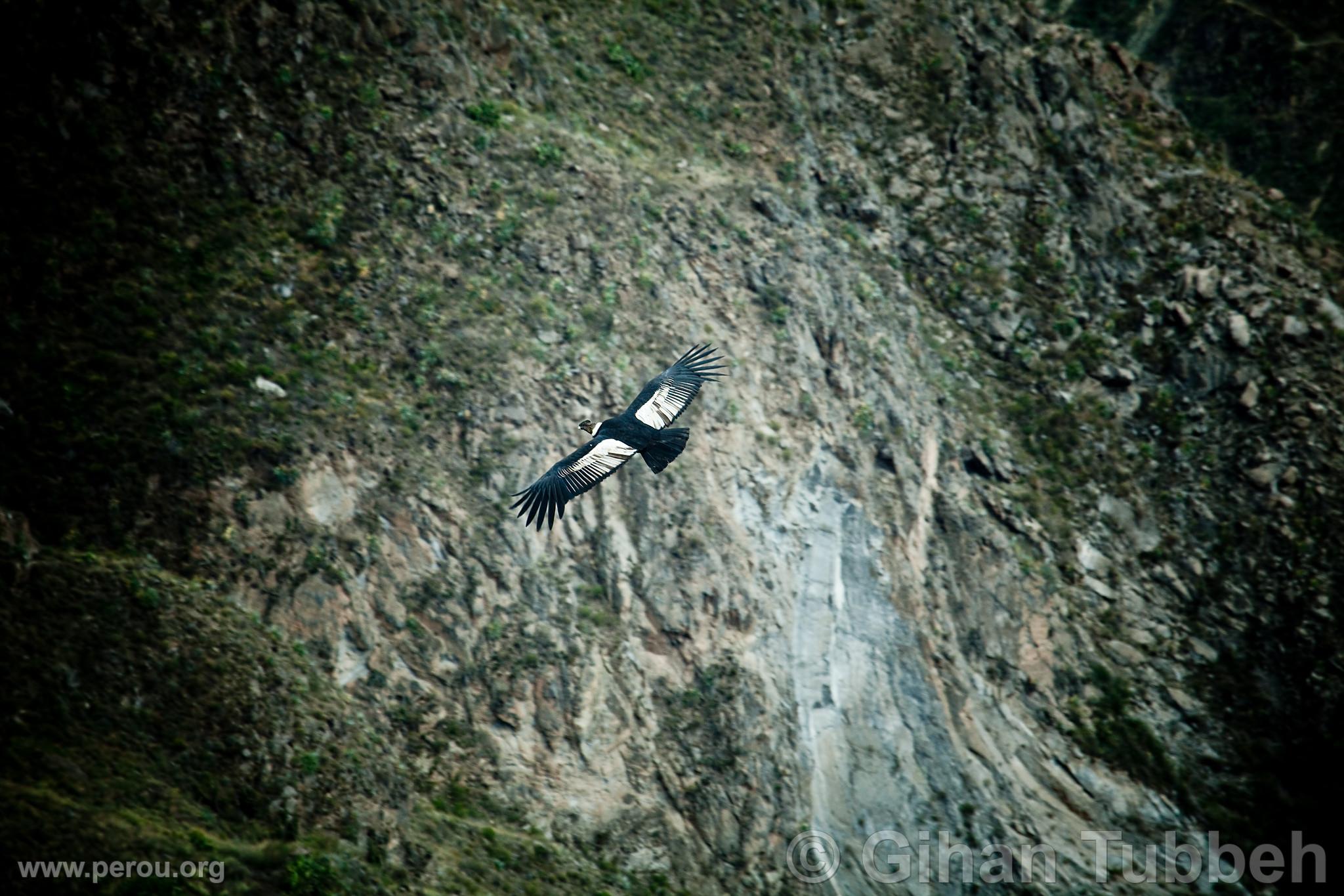 Condor andin