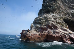 Iles Ballestas, Paracas