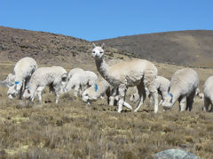 Alpagas