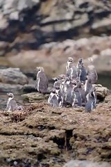 Pingouin de Humbolt, Paracas