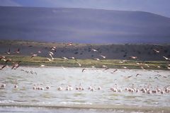 Flamands sur le Lac de Lariscota