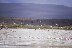 Flamands sur le Lac de Lariscota