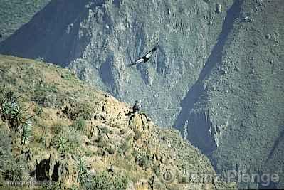 Mirador des Condors, Colca