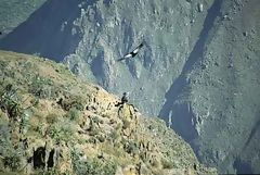 Mirador des Condors, Colca