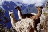 Lamas, Machu Picchu