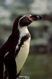 Pingouin de Humbolt, Paracas