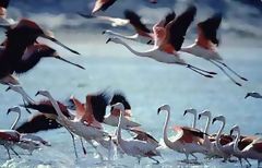 Flamands roses, Paracas