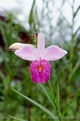 Fleur  Tingo Mara (Huanuco)