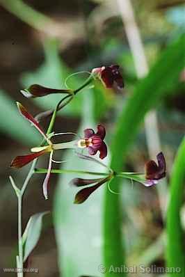 Orchide  Pozuzo