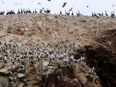 Iles Ballestas, Paracas