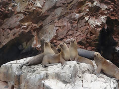 Iles Ballestas, Paracas