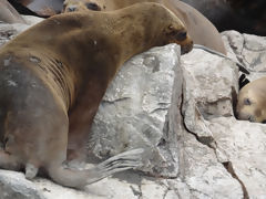 Iles Ballestas, Paracas