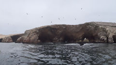 Iles Ballestas, Paracas