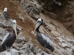 Iles Ballestas, Paracas